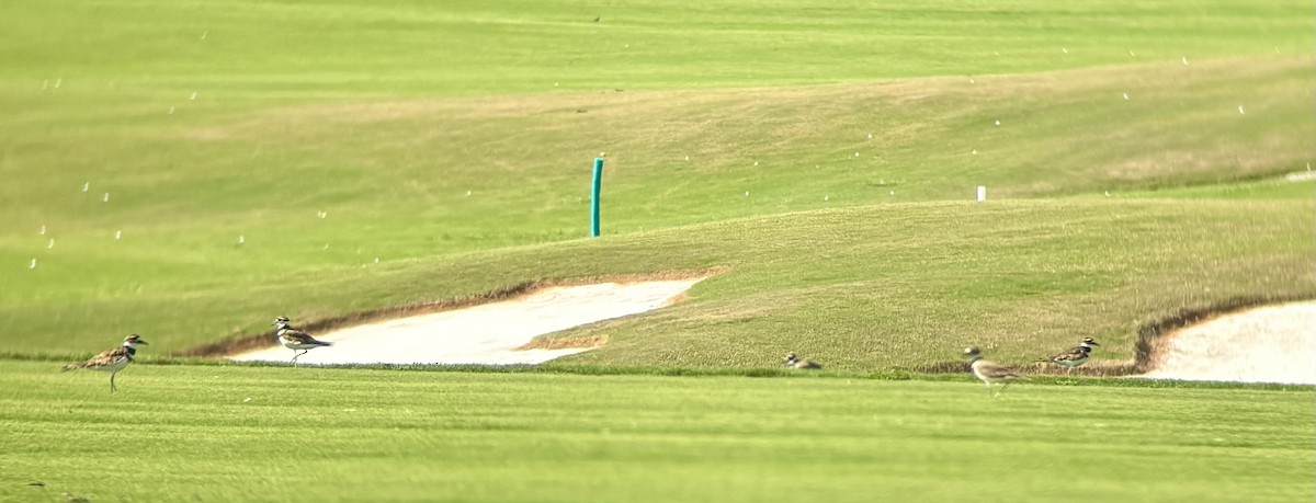 Killdeer - ML639923617