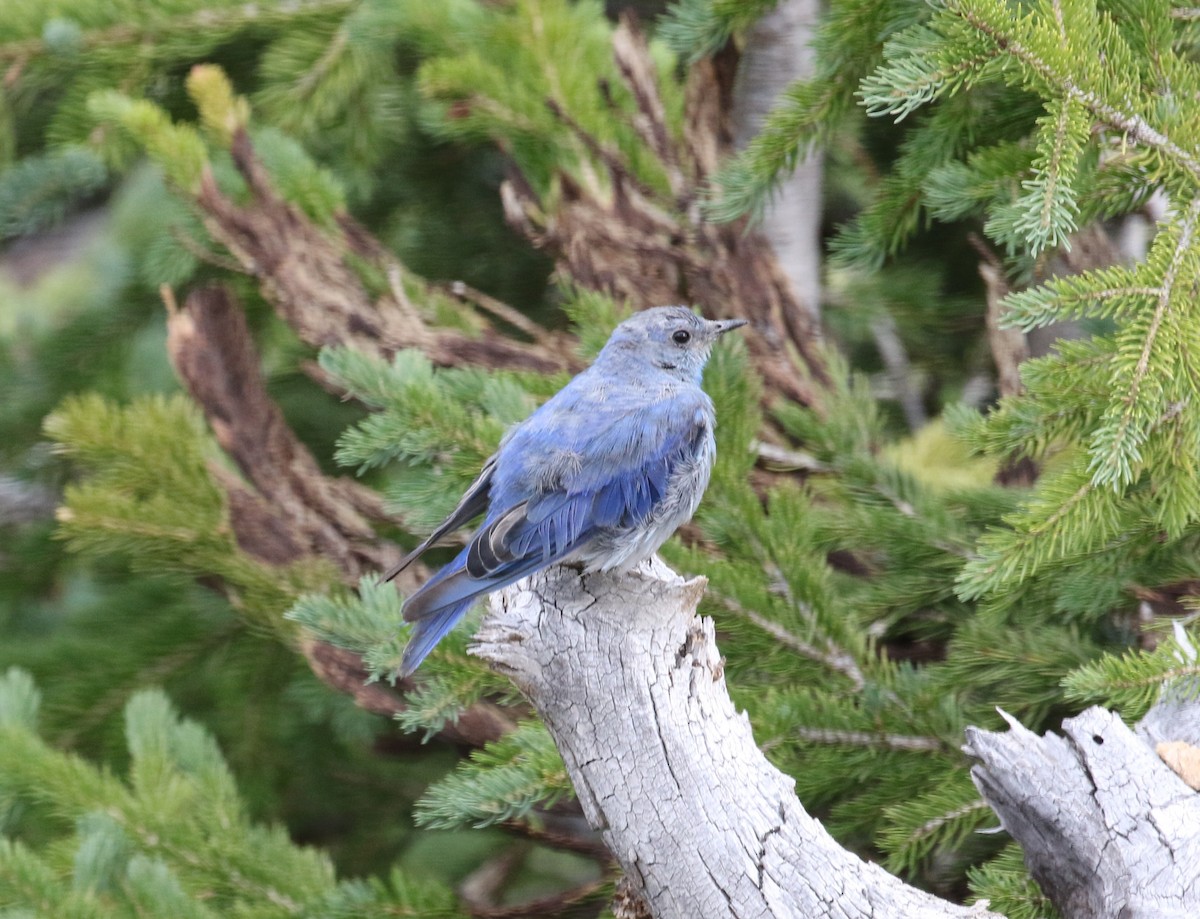Mountain Bluebird - ML639923628