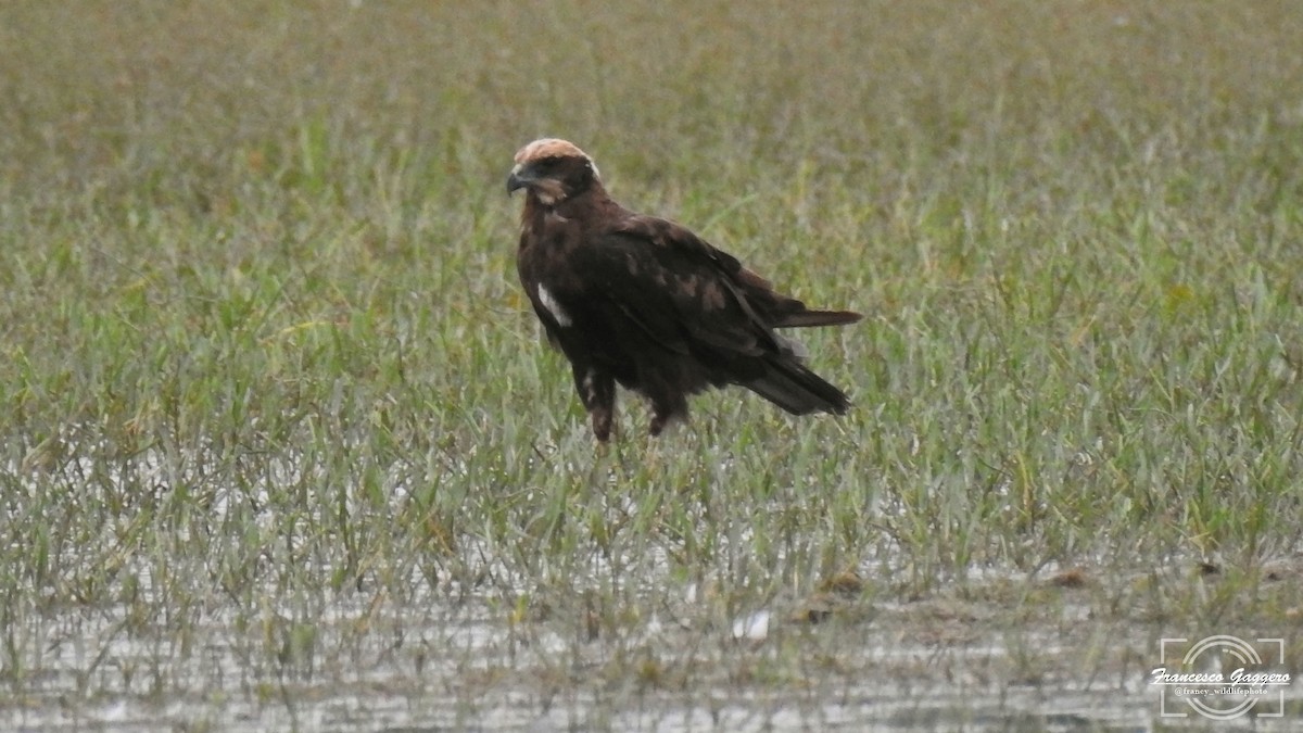 Western Marsh Harrier - ML639923654