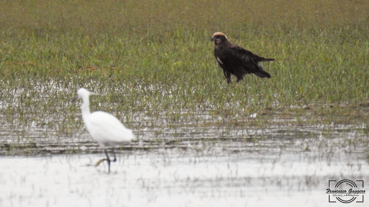 Western Marsh Harrier - ML639923655