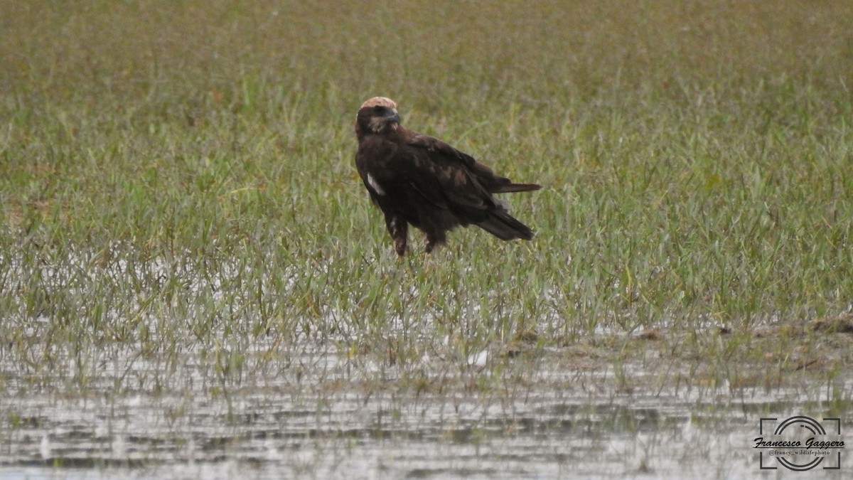 Western Marsh Harrier - ML639923656