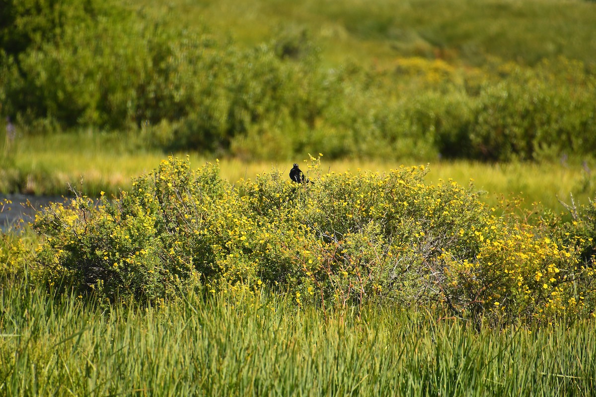 Brewer's Blackbird - ML639923658