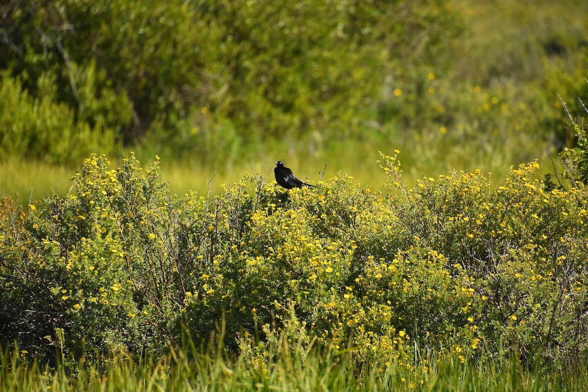 Brewer's Blackbird - ML639923659