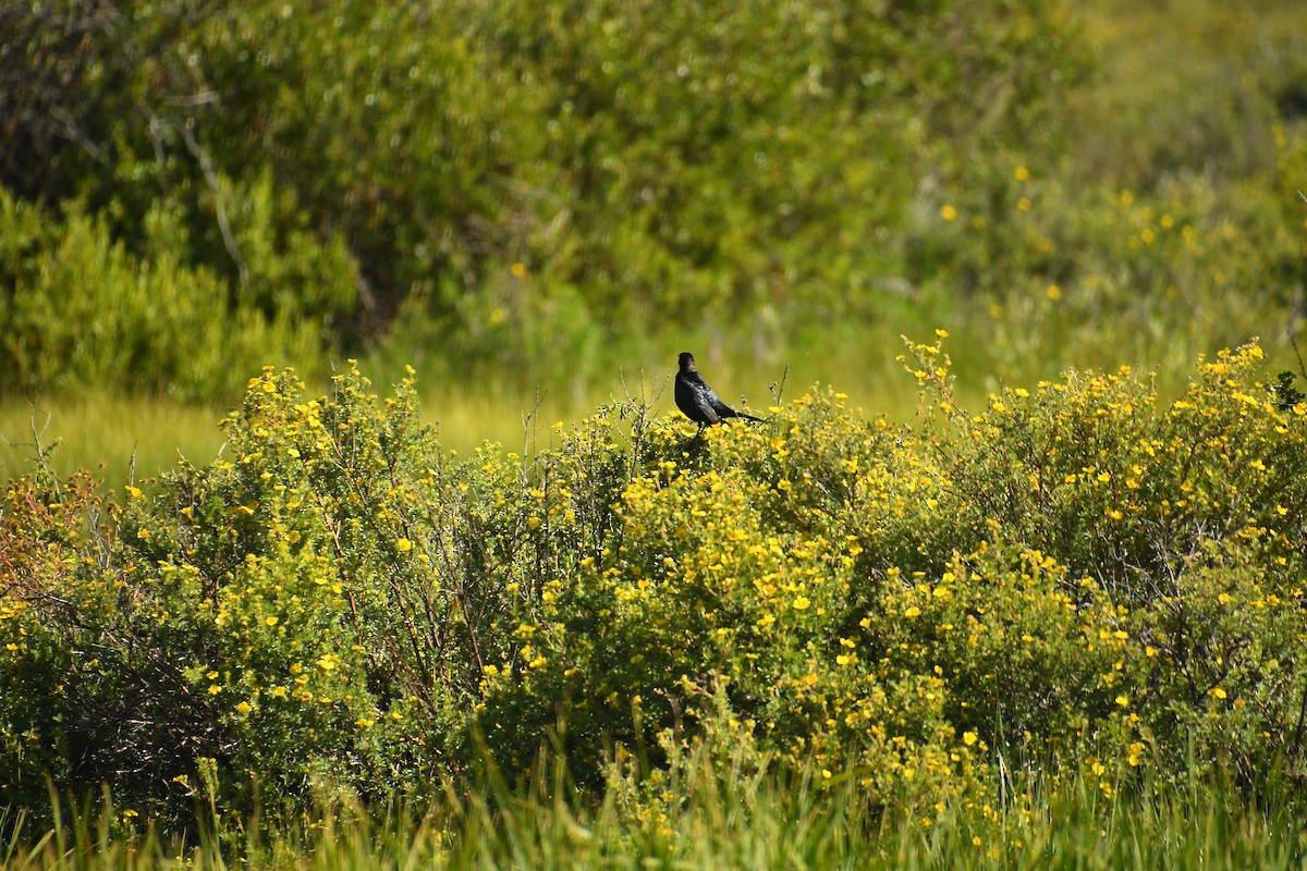 Brewer's Blackbird - ML639923663