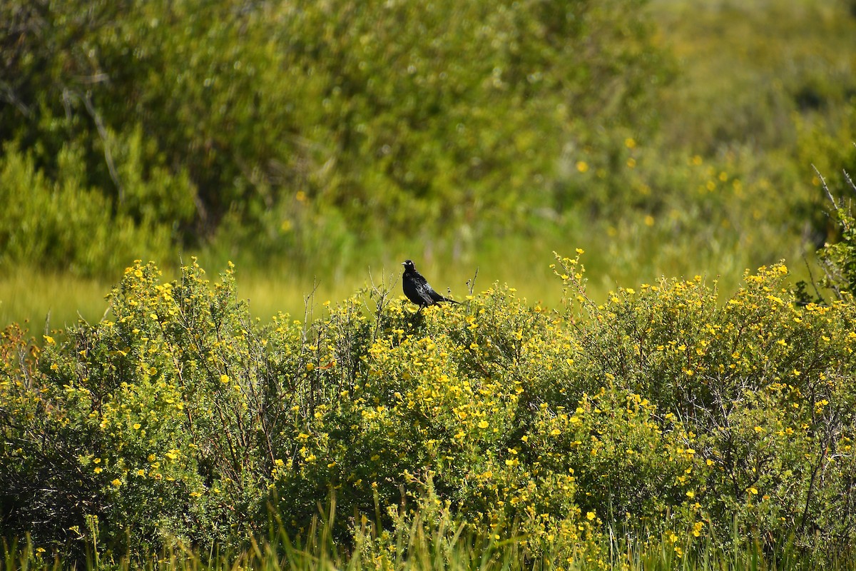 Brewer's Blackbird - ML639923665
