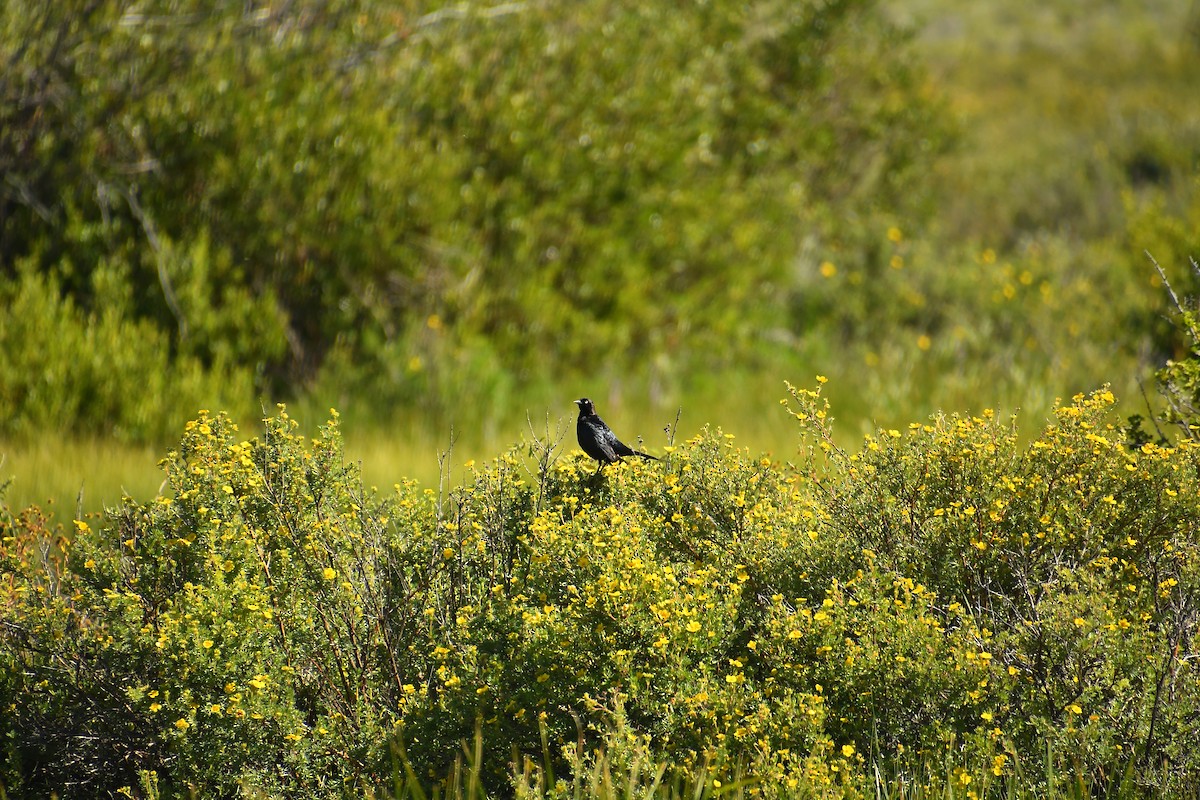 Brewer's Blackbird - ML639923666