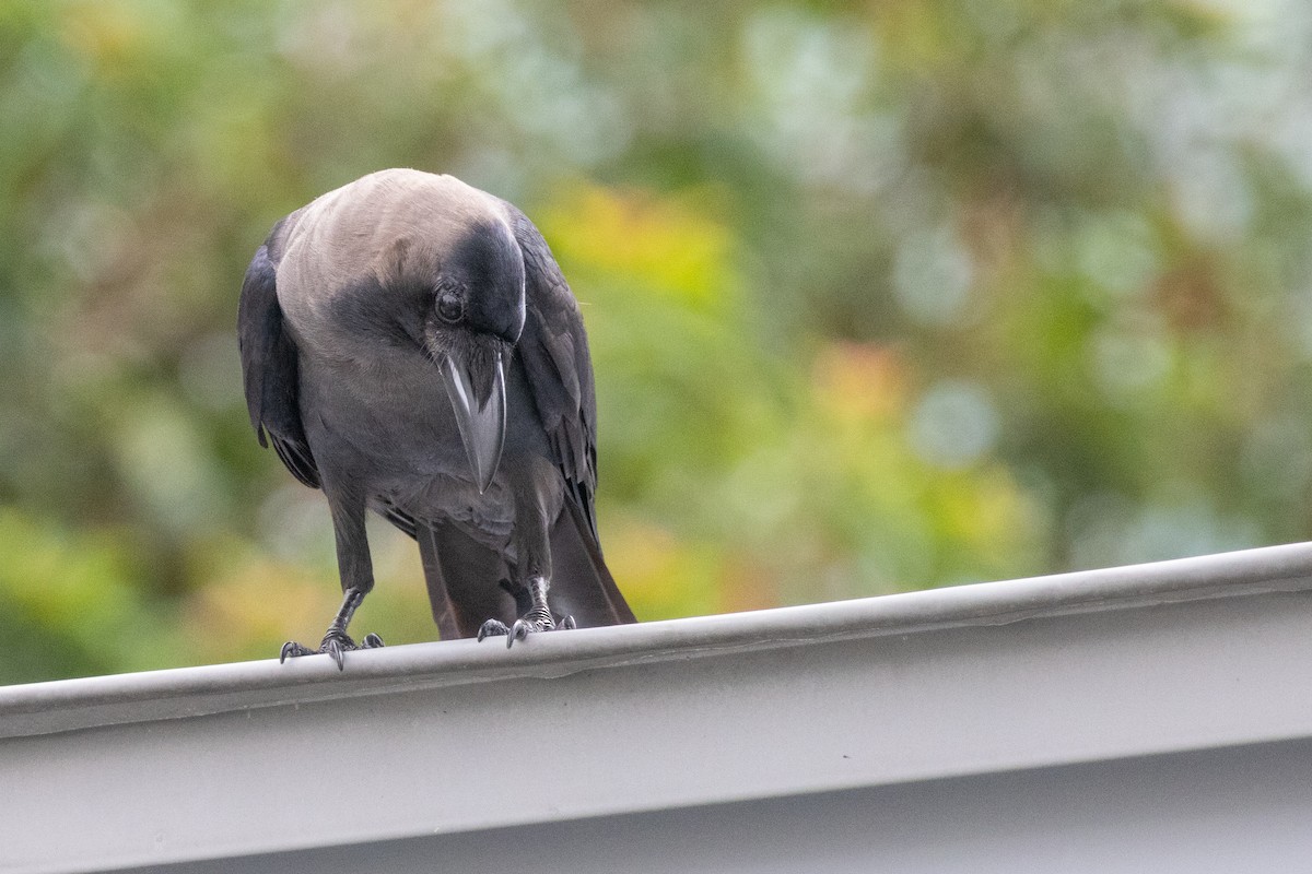 House Crow - ML639923694