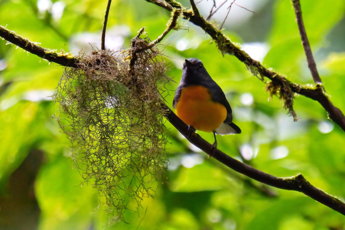 Slate-throated Redstart - ML639923705