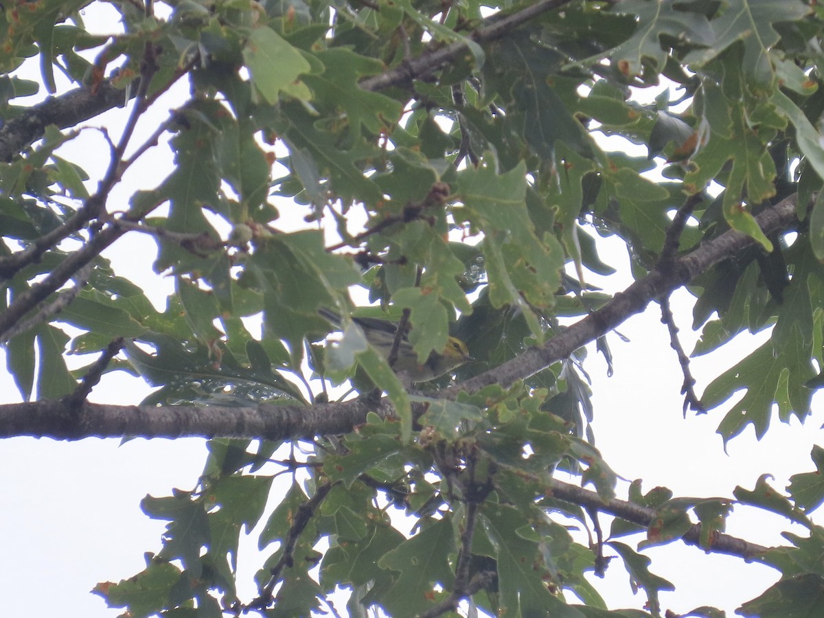 Black-throated Green Warbler - ML639923764
