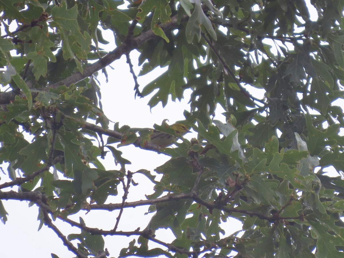 Black-throated Green Warbler - ML639923765