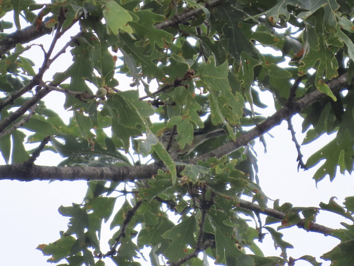 Black-throated Green Warbler - ML639923766