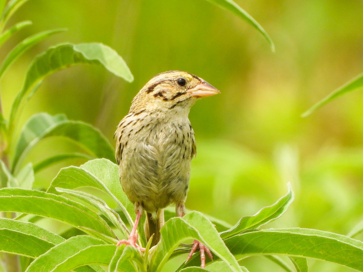 Henslow's Sparrow - ML639923970