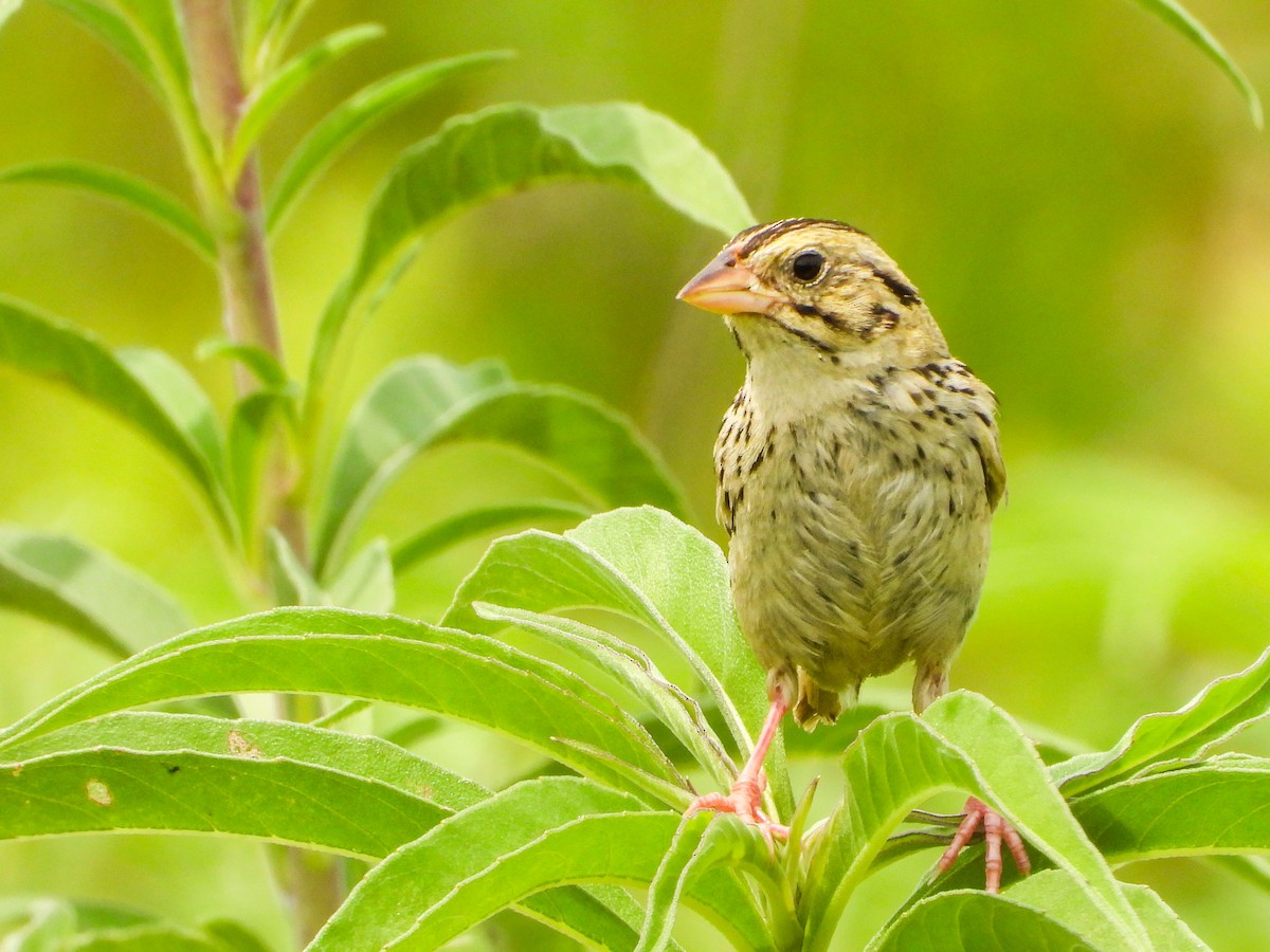 Henslow's Sparrow - ML639923971