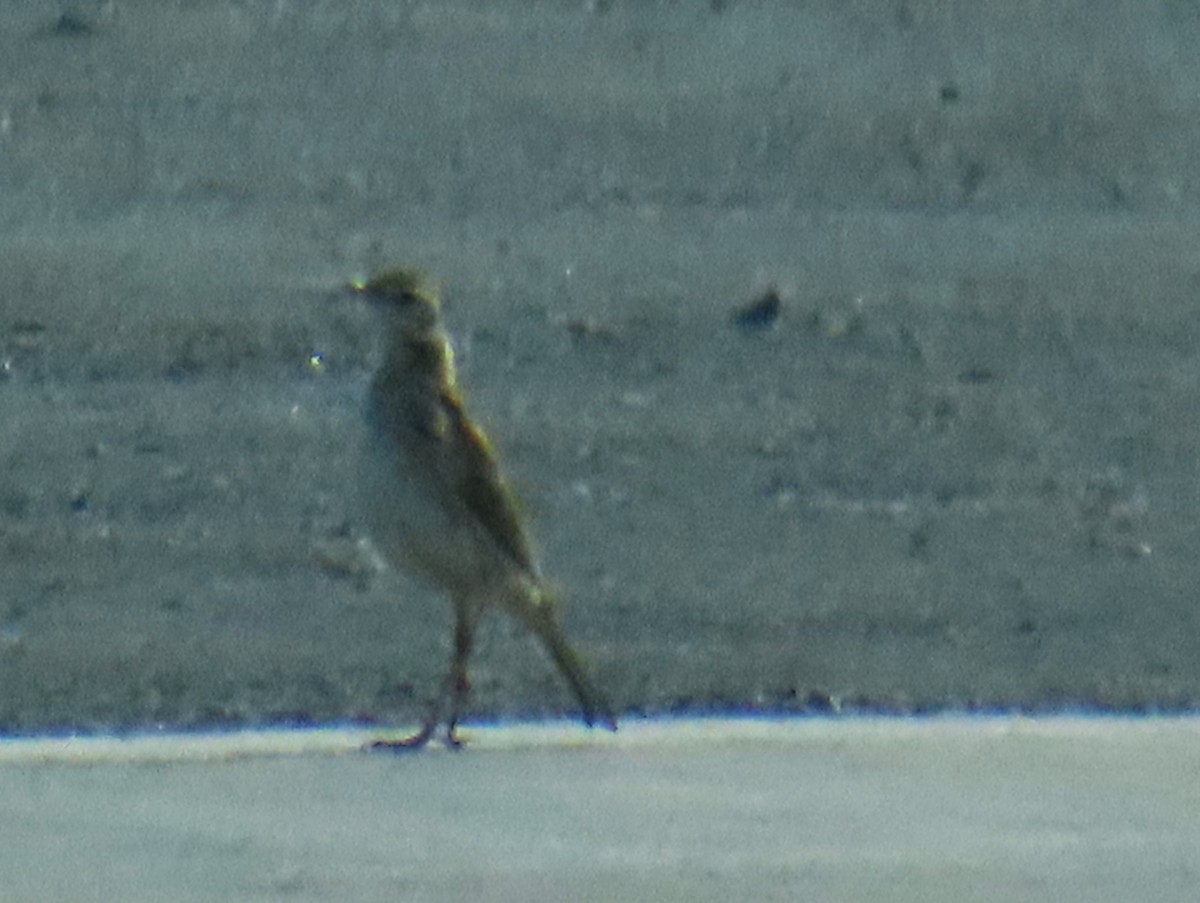 Aguilucho Lagunero de Papúa - ML639924006