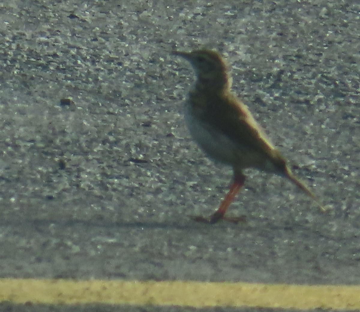 Aguilucho Lagunero de Papúa - ML639924008