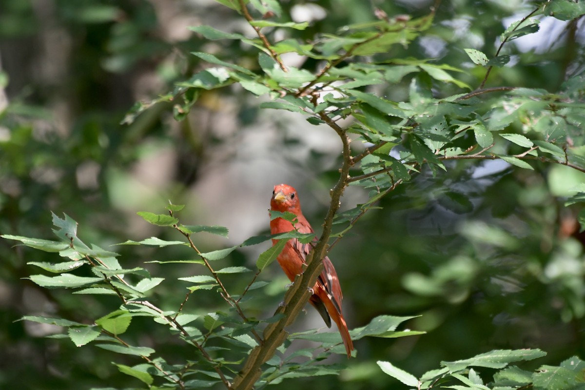 Summer Tanager - ML639924090