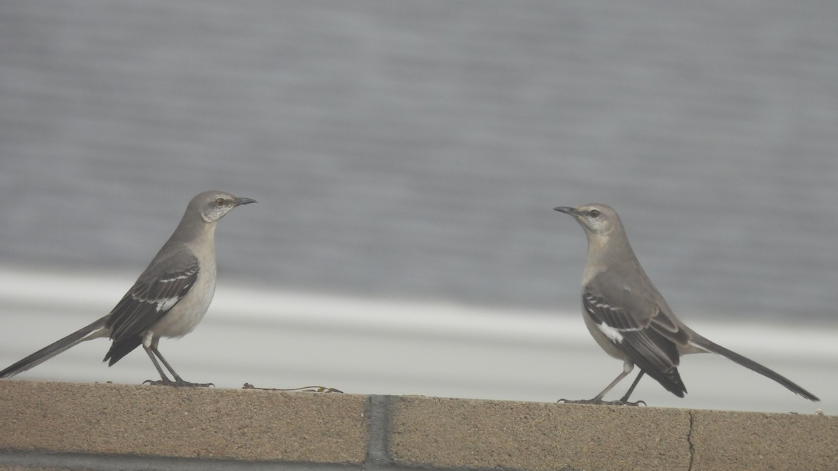 Northern Mockingbird - ML639924208