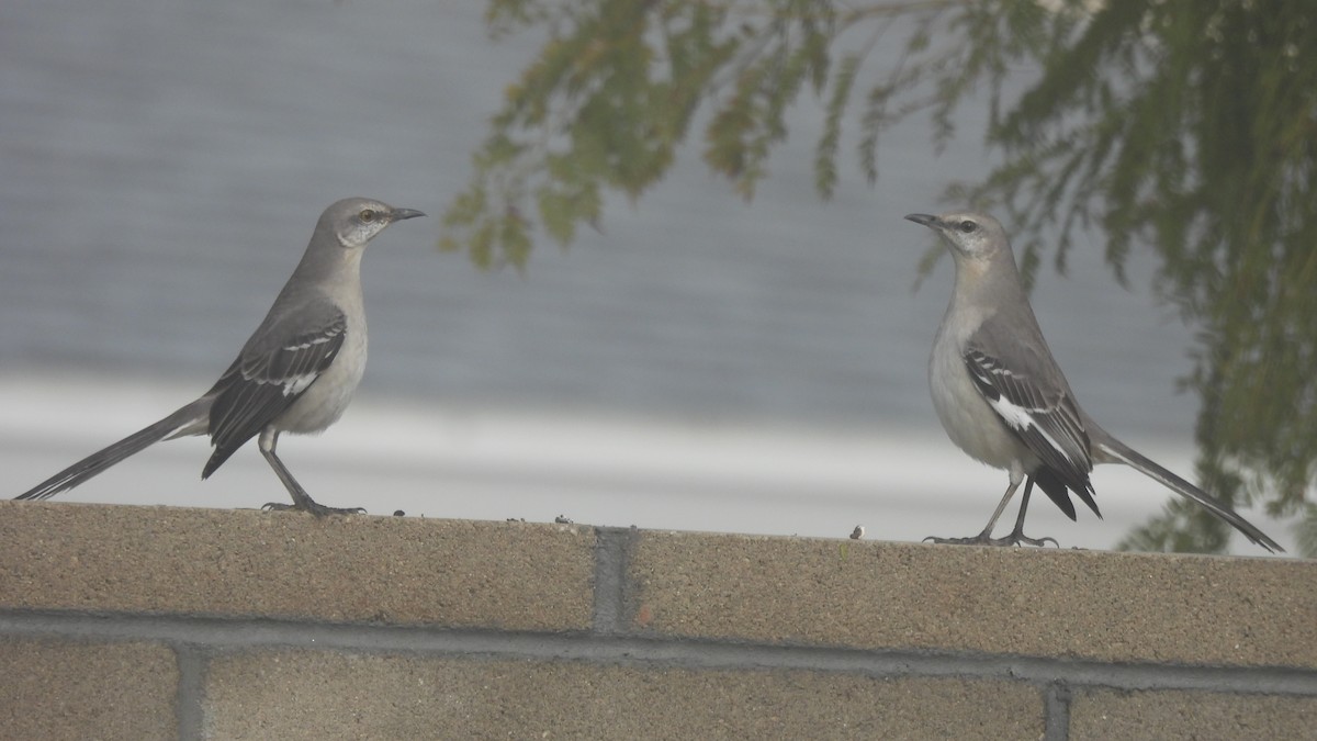 Northern Mockingbird - ML639924209