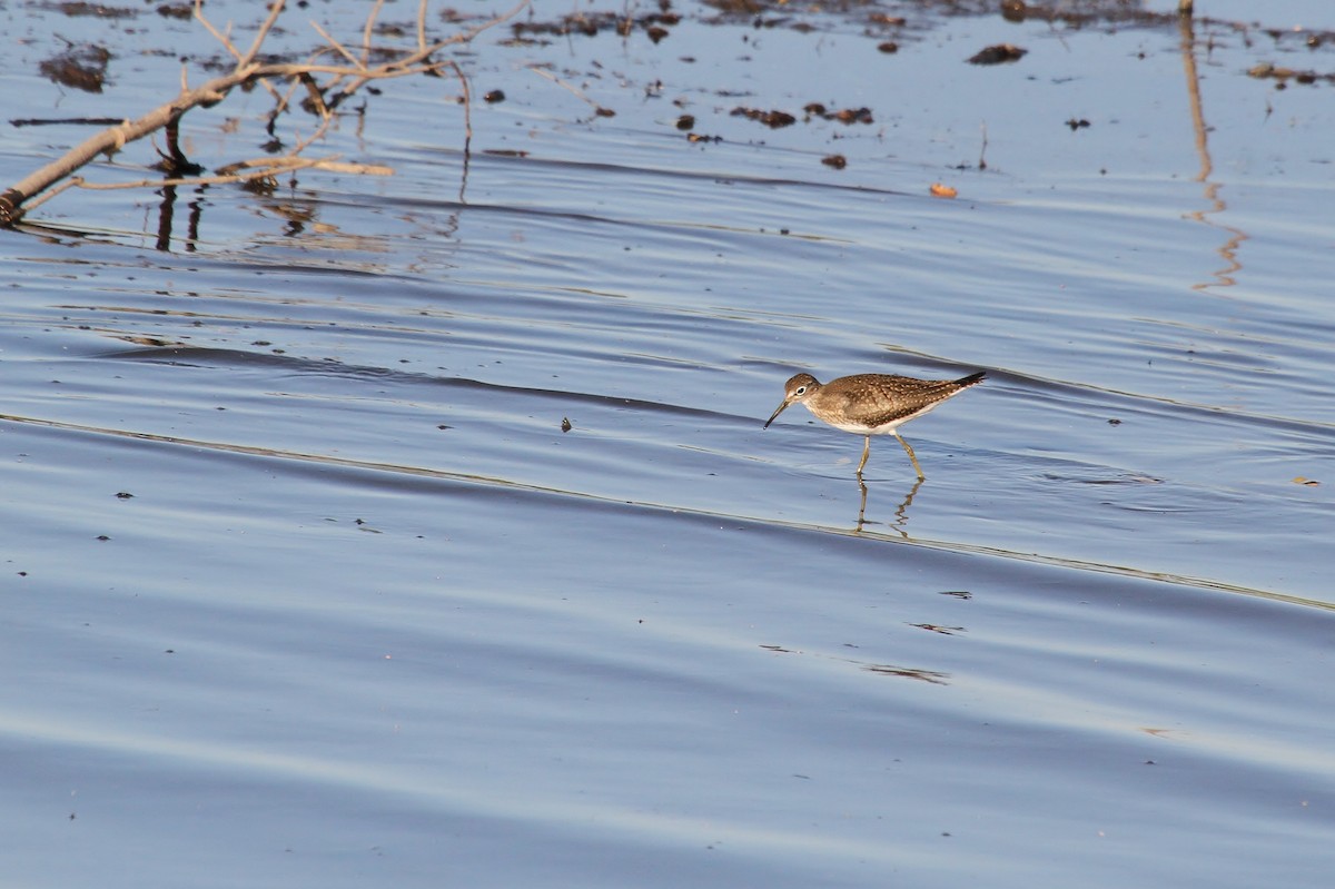 Andarríos Solitario - ML639924230