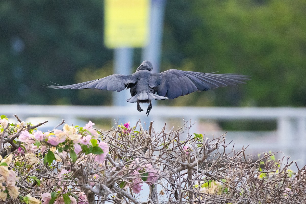 House Crow - ML639924250