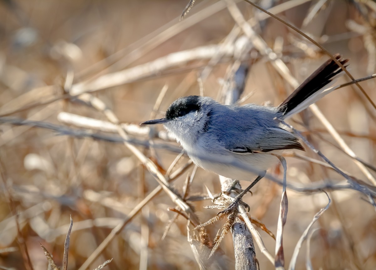 Yucatan Gnatcatcher - ML639924285