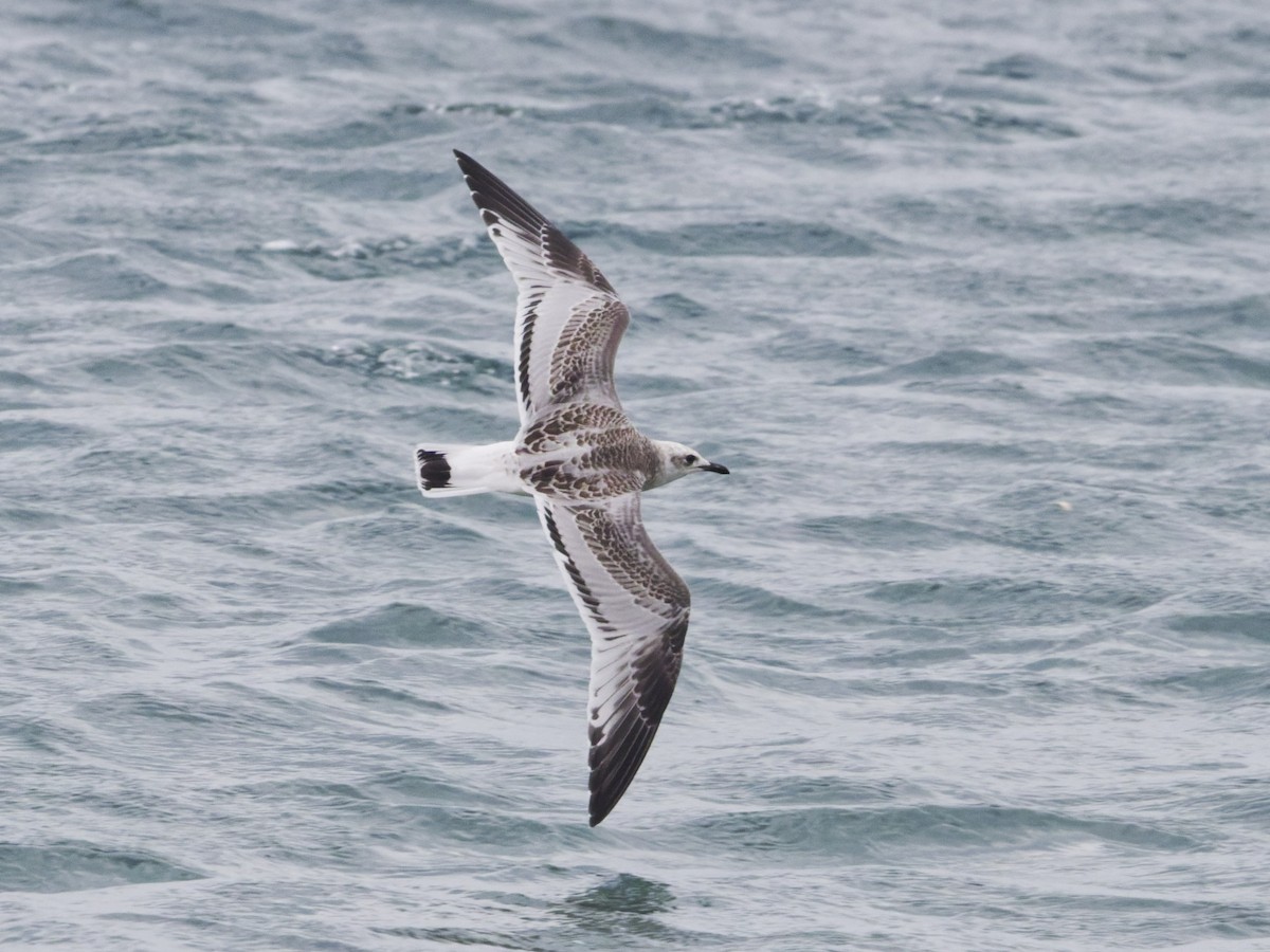 Mediterranean Gull - ML639924394
