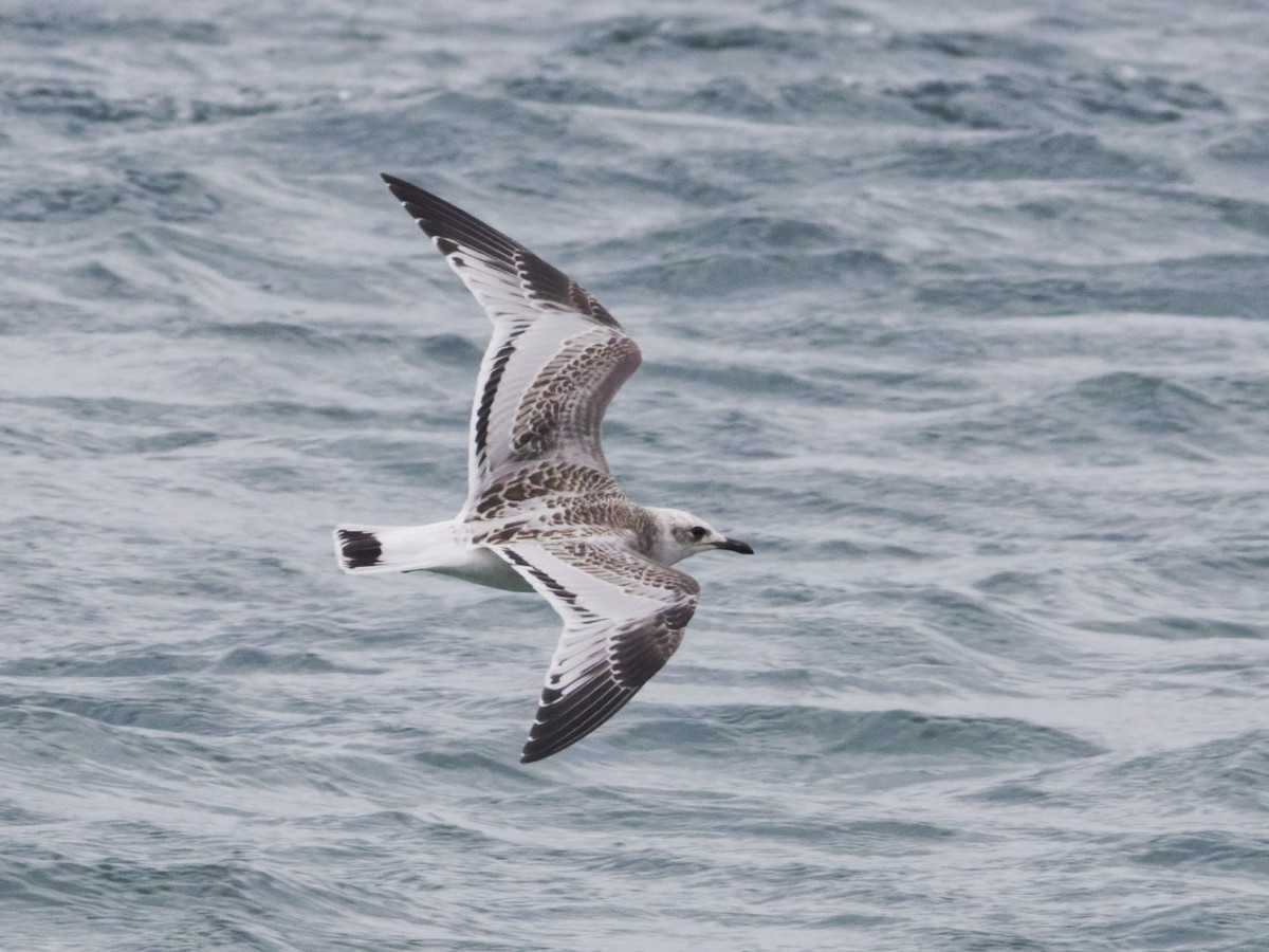 Mediterranean Gull - ML639924395