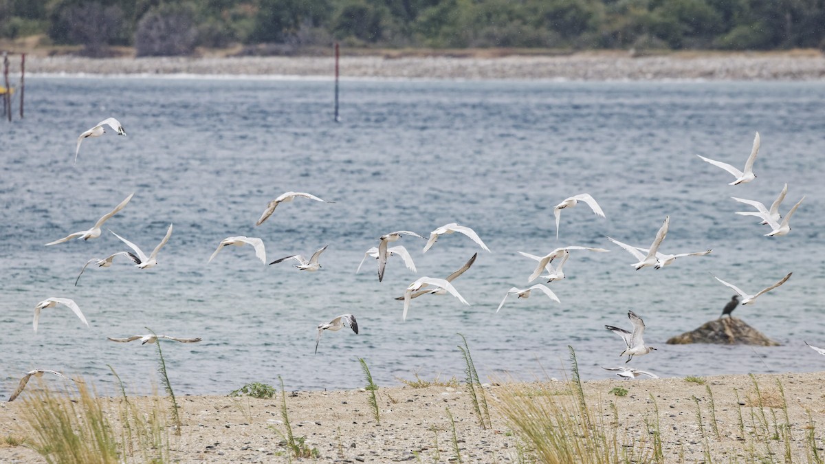 Mediterranean Gull - ML639924398