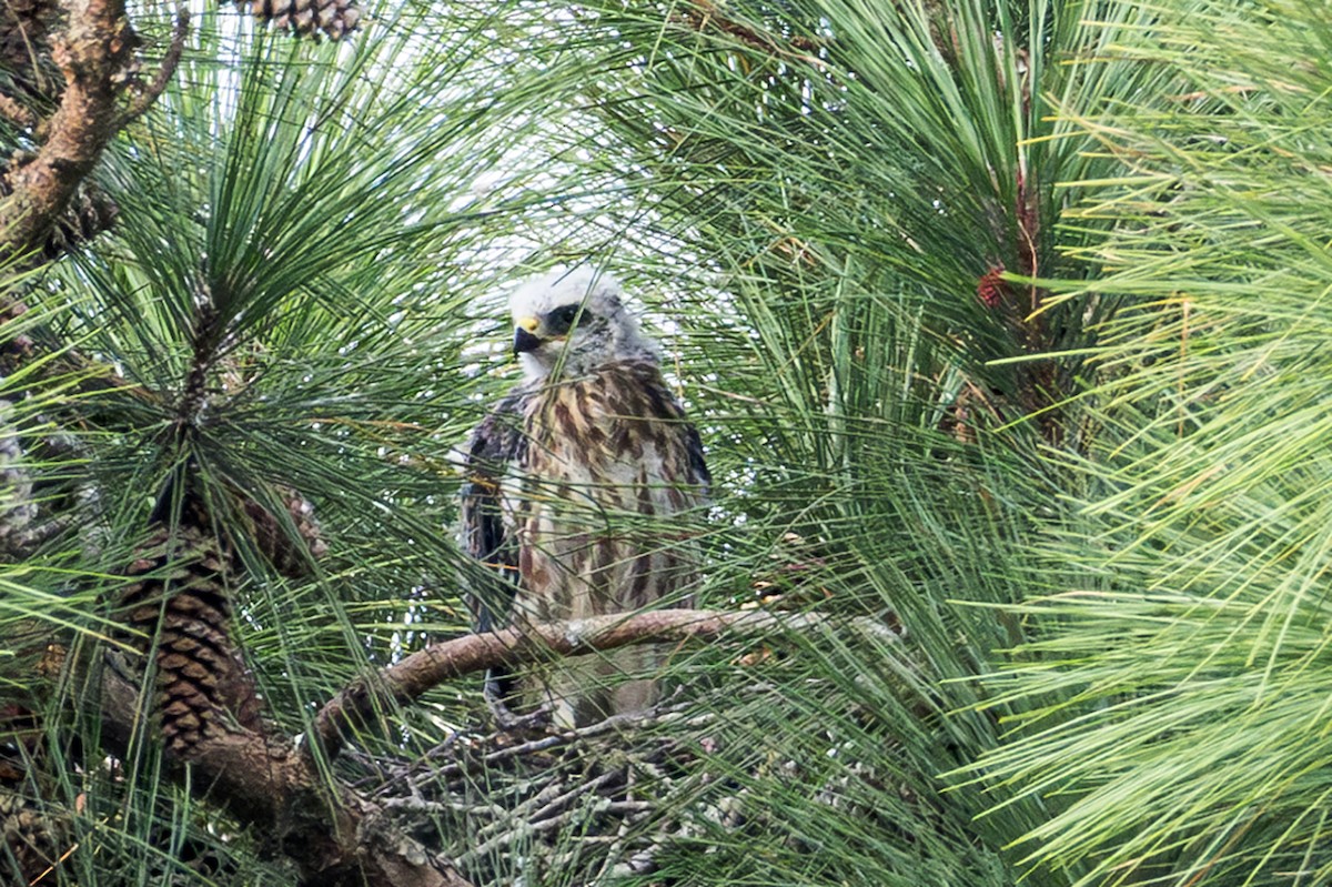 Mississippi Kite - ML639924594