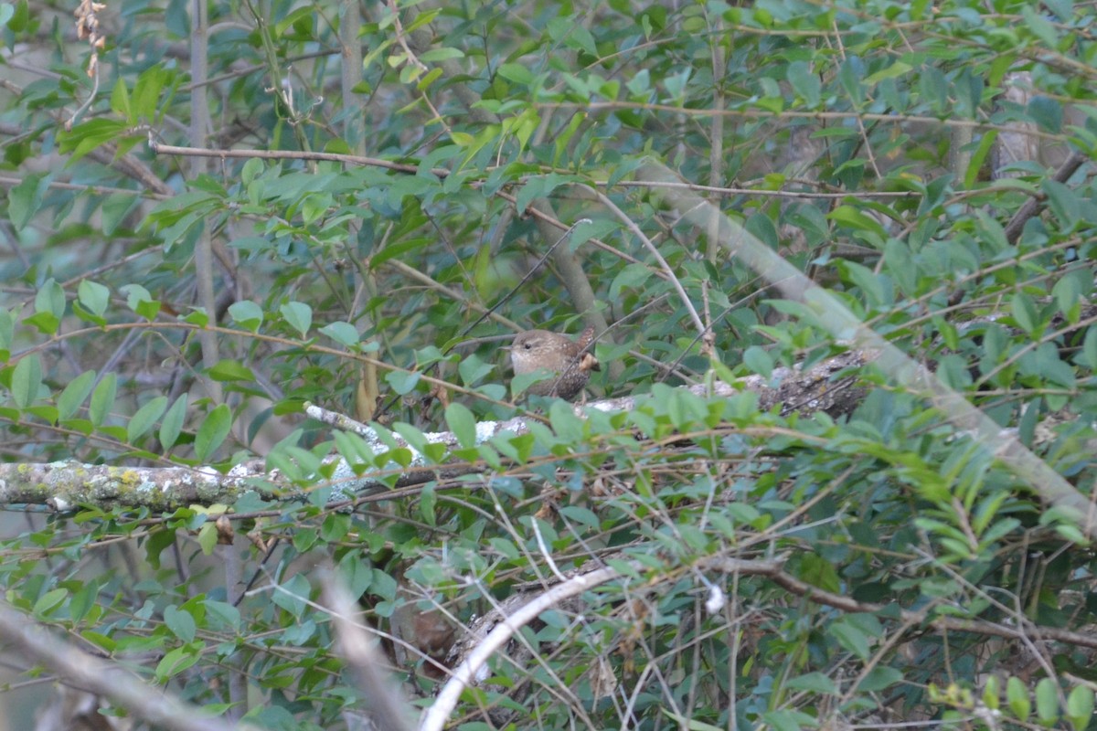 Winter Wren - ML639924628