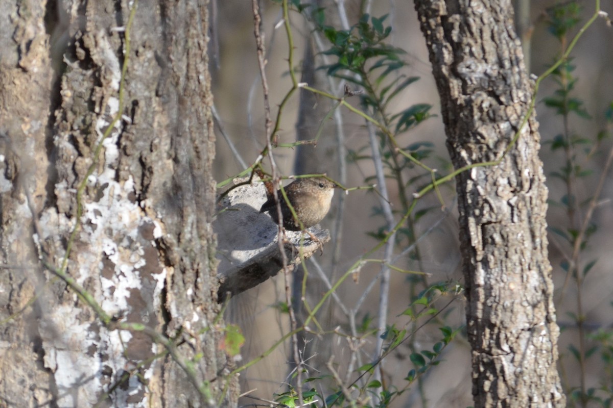 Winter Wren - ML639924631