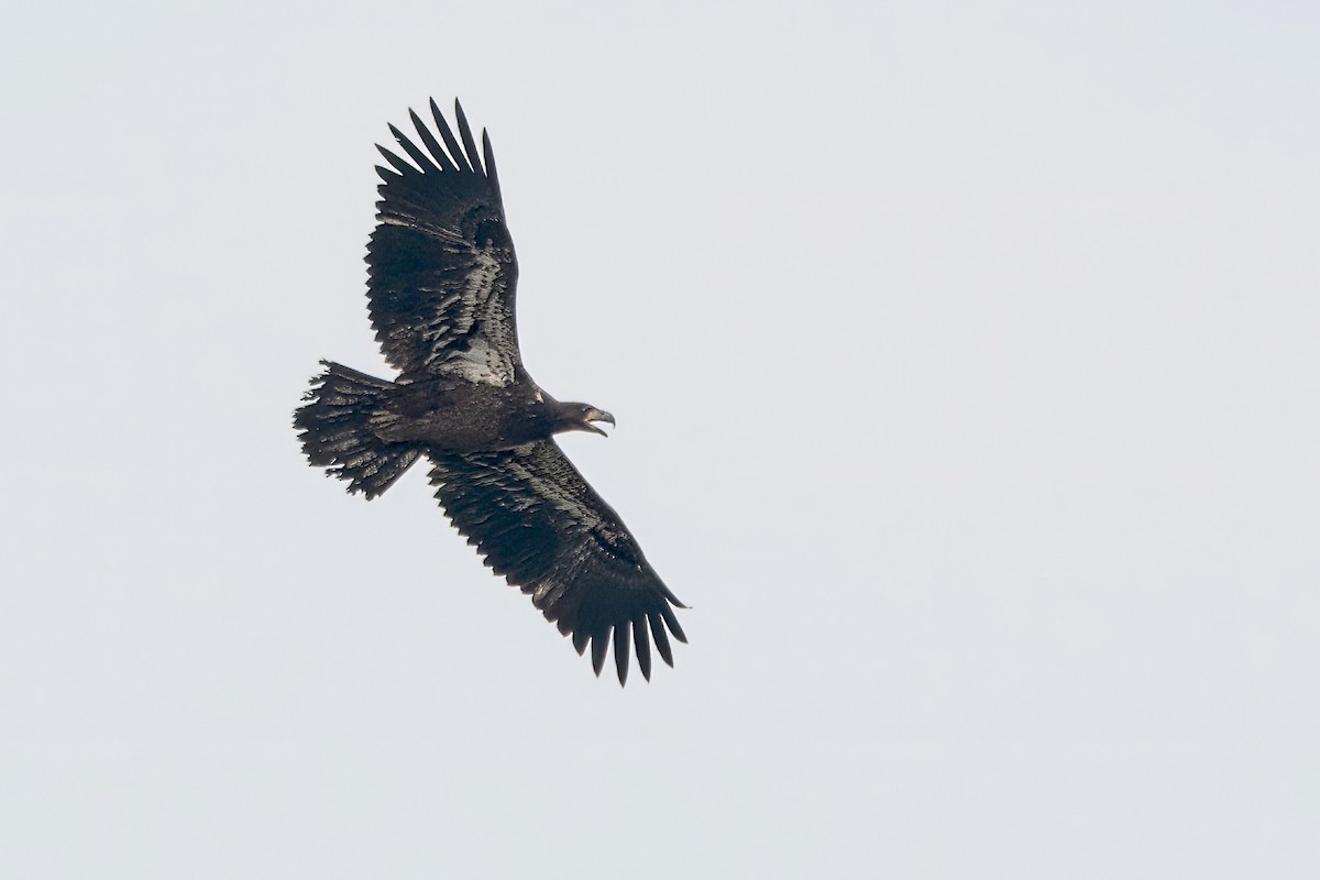 Bald Eagle - ML639924644