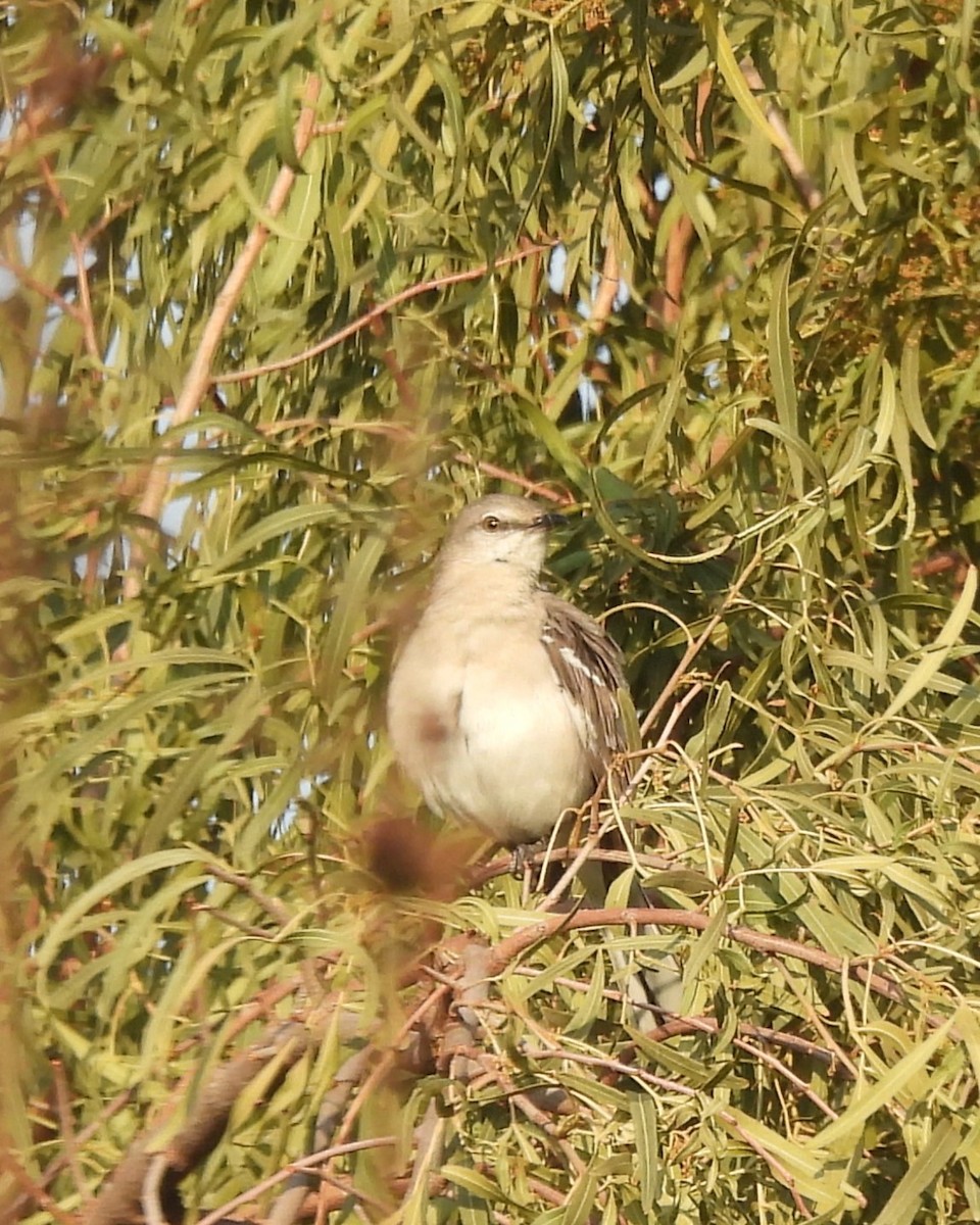 Northern Mockingbird - ML639924678