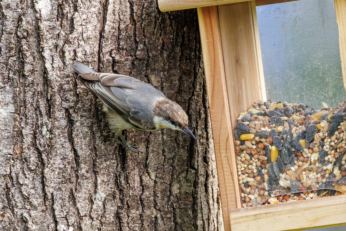 Brown-headed Nuthatch - ML639924692