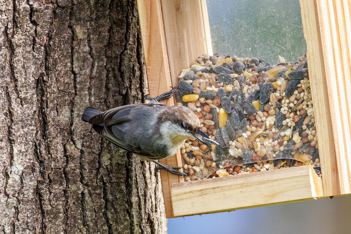 Brown-headed Nuthatch - ML639924693