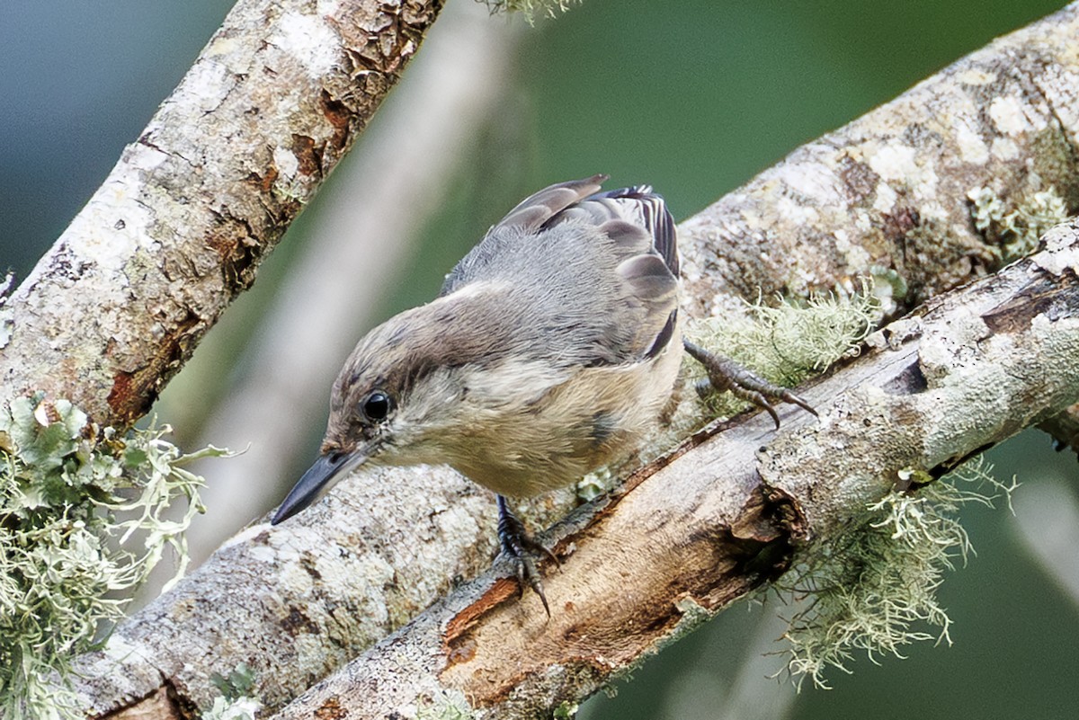Brown-headed Nuthatch - ML639924694