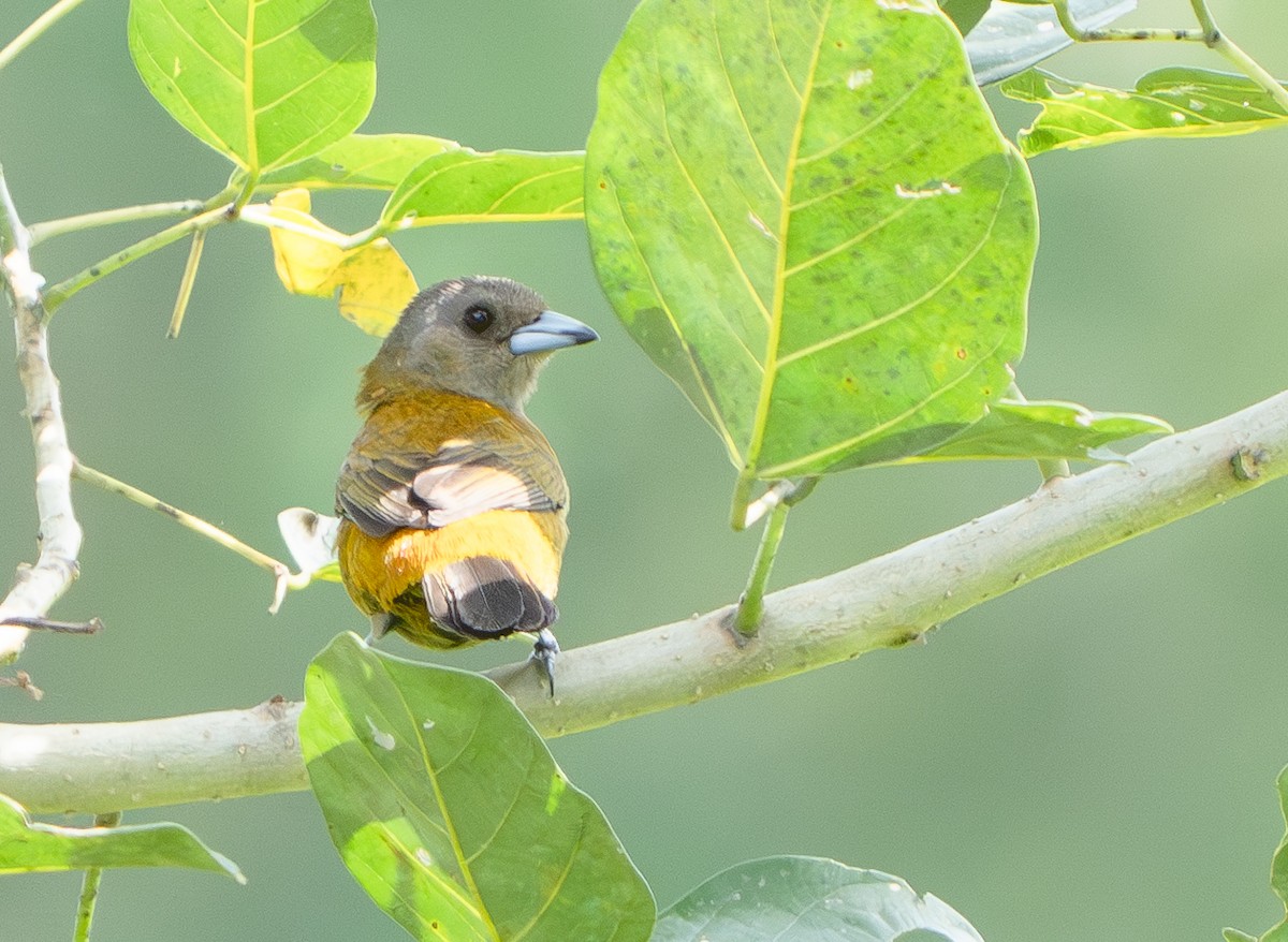 Scarlet-rumped Tanager - ML639924748
