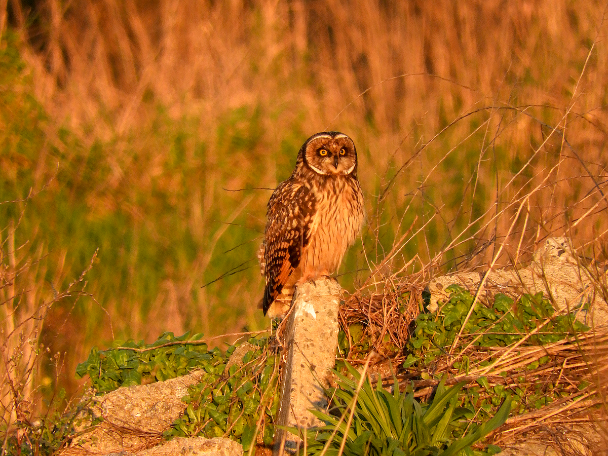 Short-eared Owl - ML639924758