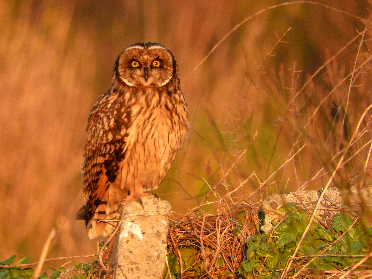 Short-eared Owl - ML639924759