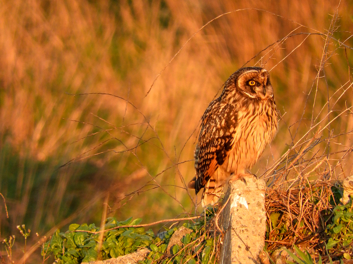 Short-eared Owl - ML639924760