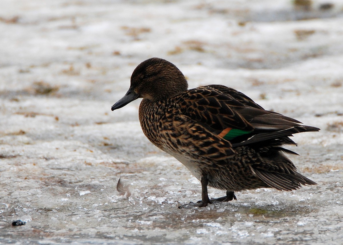 Çamurcun - ML639924768