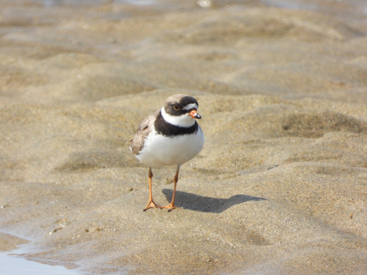 Semipalmated Plover - ML639924790