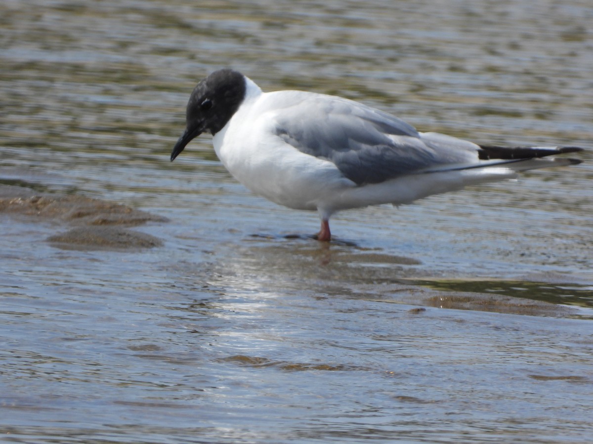Bonaparte's Gull - ML639924802