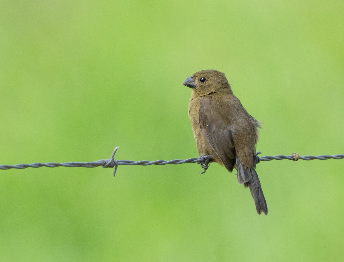 Variable Seedeater - ML639924809