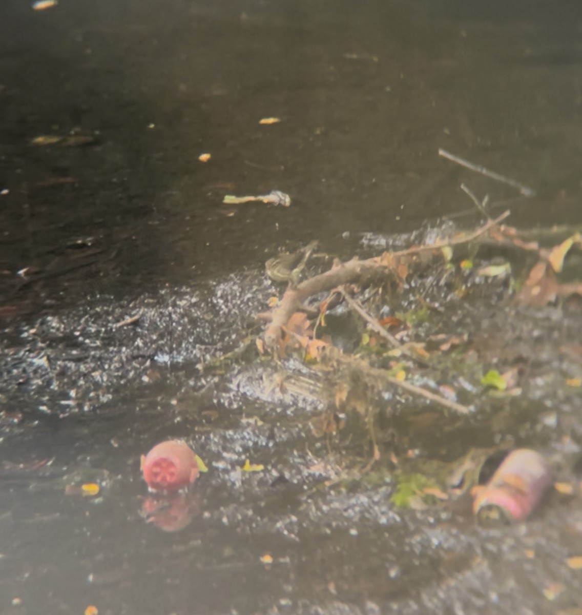 ミナミミズツグミ - ML639924826