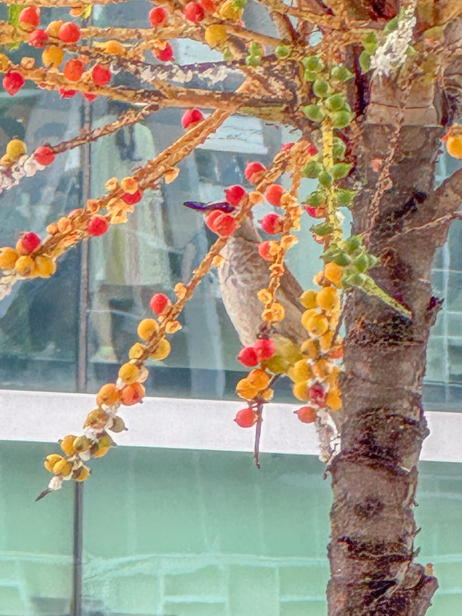 Yellow-vented Bulbul - ML639924863