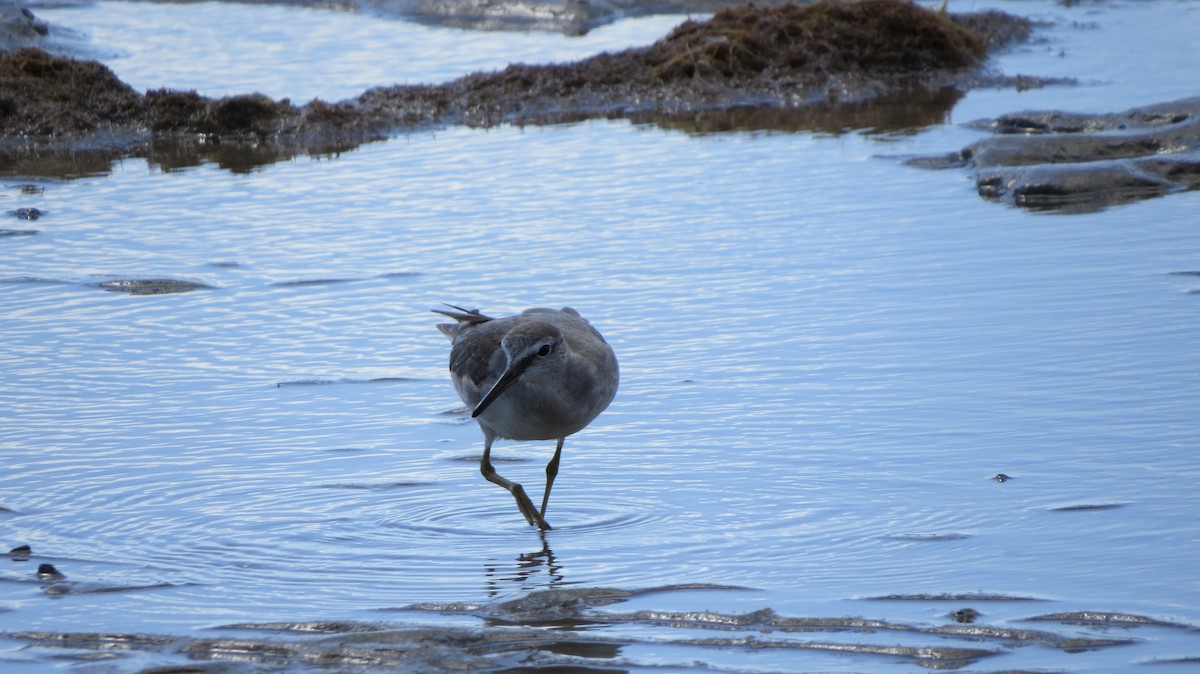 Gray-tailed Tattler - ML63992491