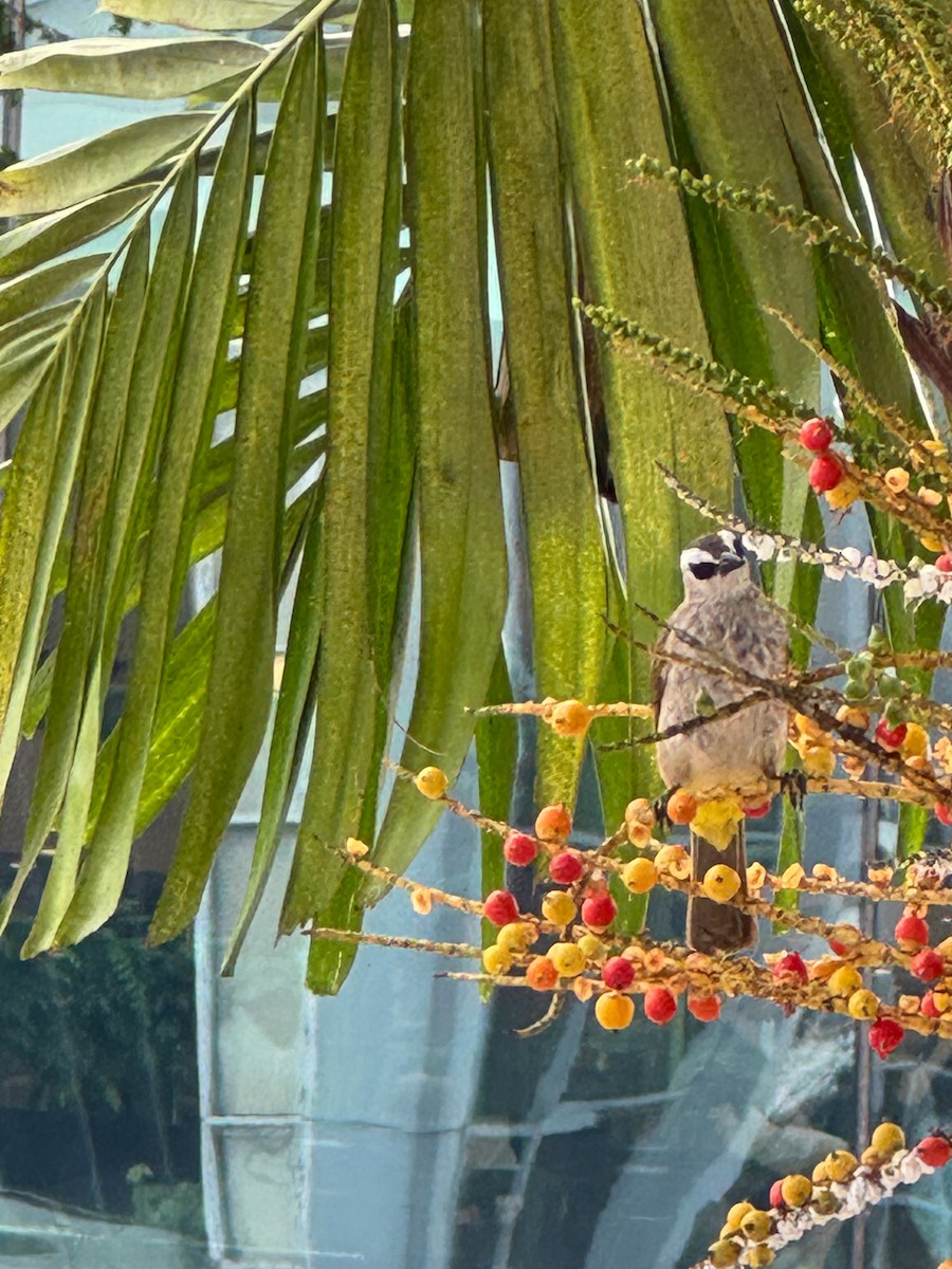 Yellow-vented Bulbul - ML639924997