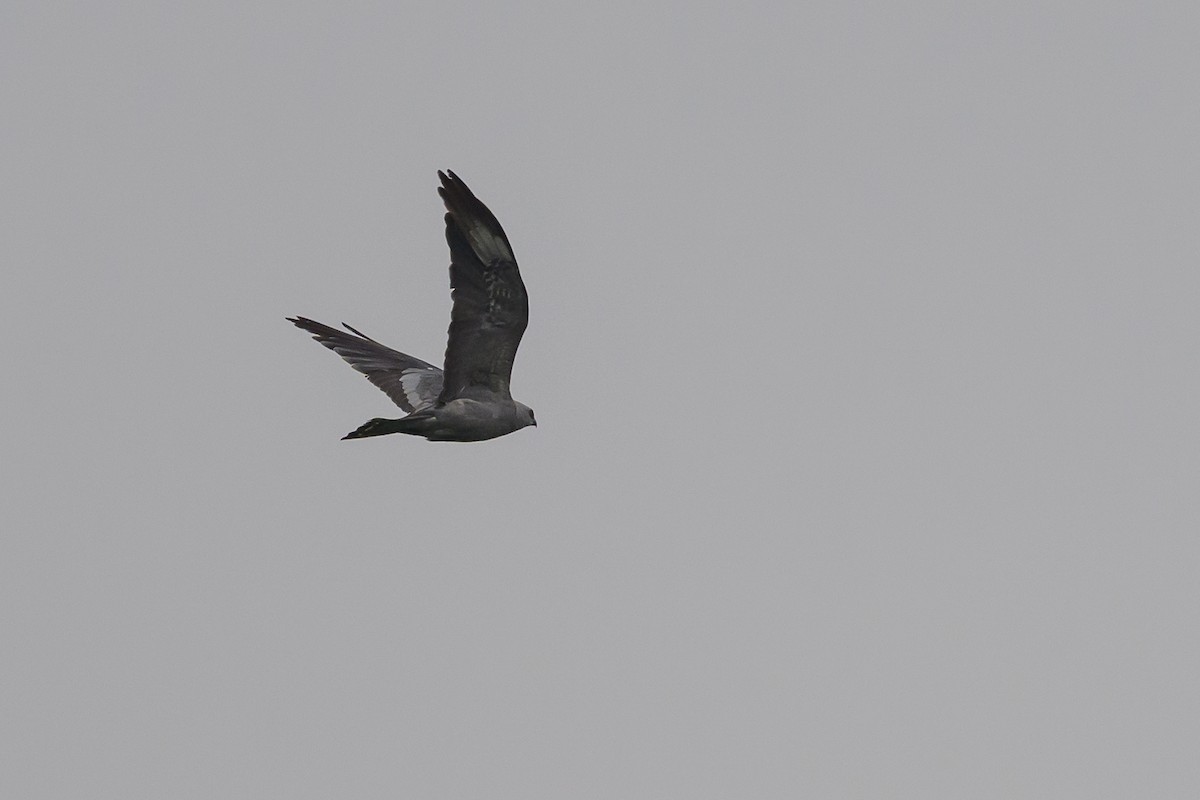 Mississippi Kite - ML639925027