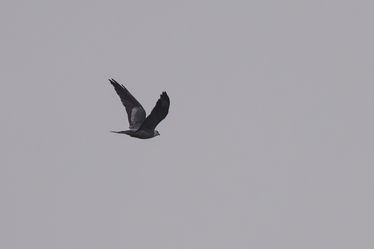 Mississippi Kite - ML639925028